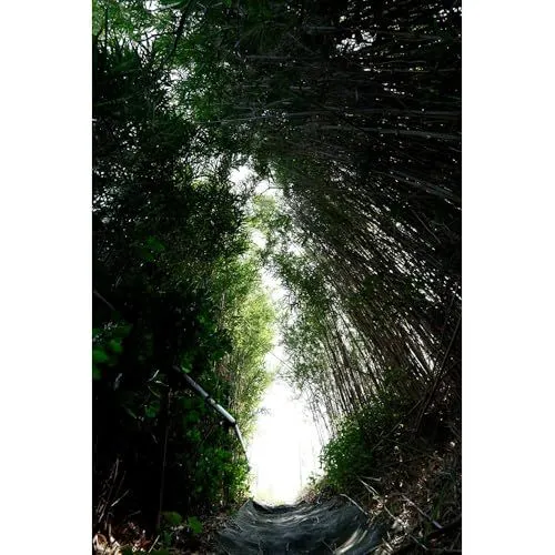A dense tunnel of bamboo and foliage