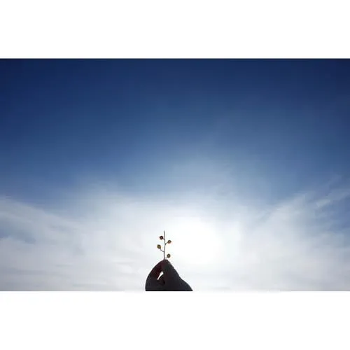 A Small Branch Against a Bright Blue Sky