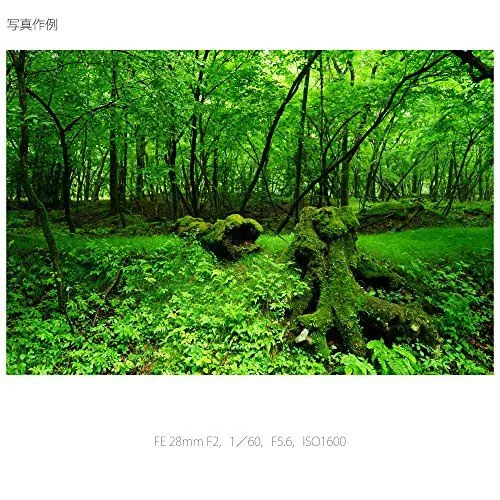 Lush Green Mossy Forest