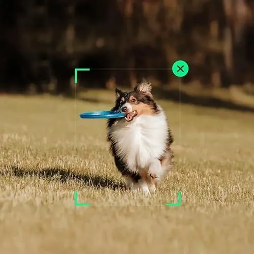 Shetland Sheepdog Playing Fetch